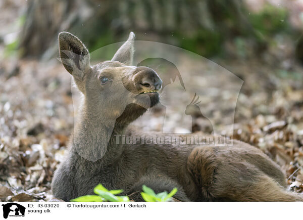young elk / IG-03020