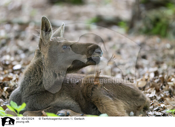 young elk / IG-03024