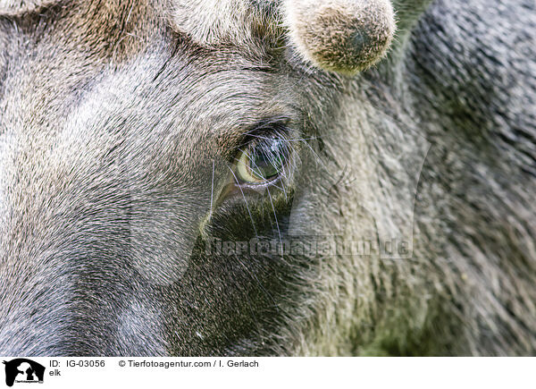 elk / IG-03056
