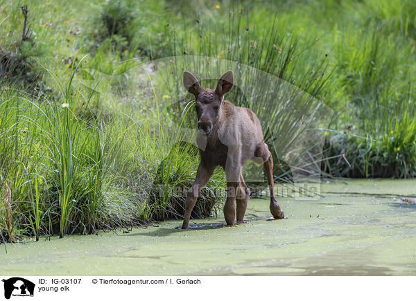 junger Elch / young elk / IG-03107