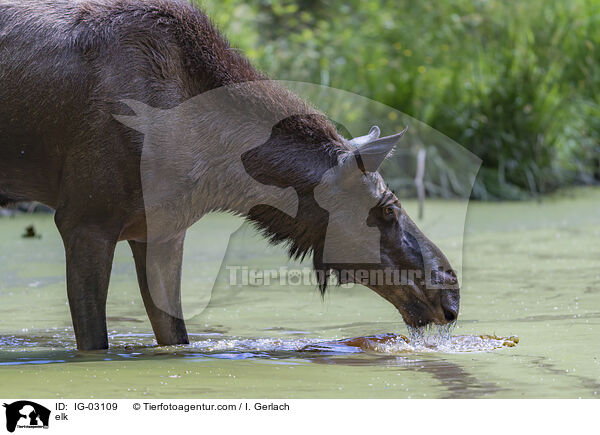 Elch / elk / IG-03109