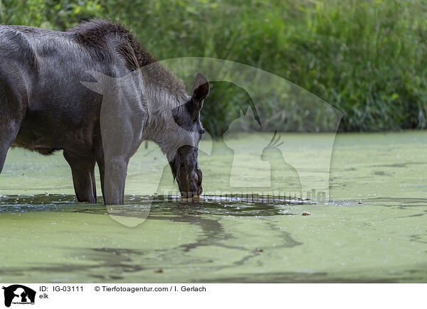 Elch / elk / IG-03111