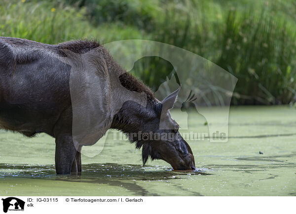Elch / elk / IG-03115