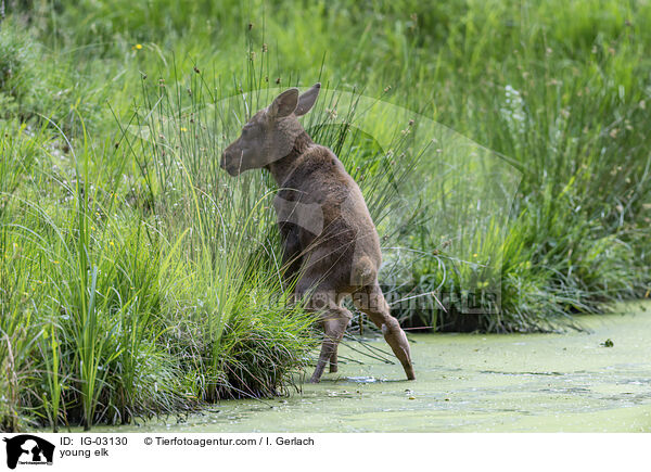 junger Elch / young elk / IG-03130