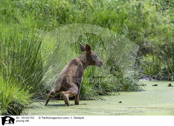 junger Elch / young elk / IG-03132