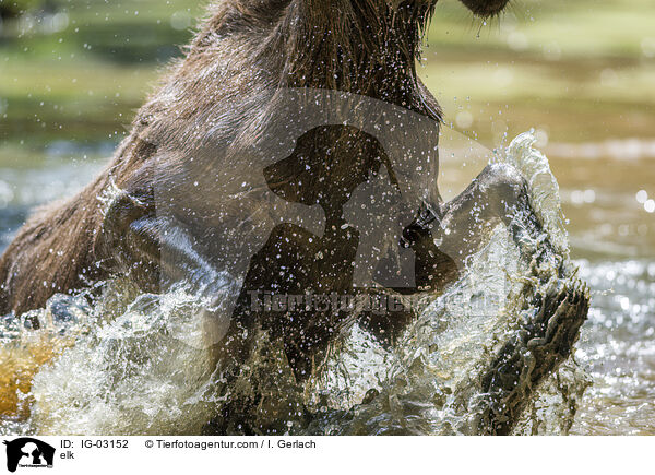 Elch / elk / IG-03152