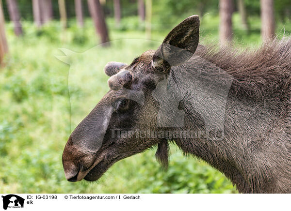Elch / elk / IG-03198
