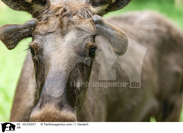 elk / IG-03201