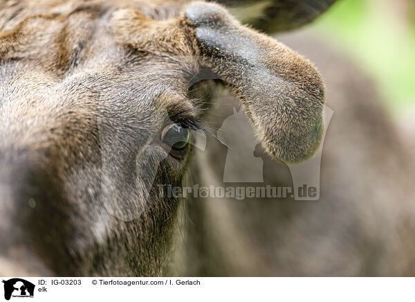 elk / IG-03203