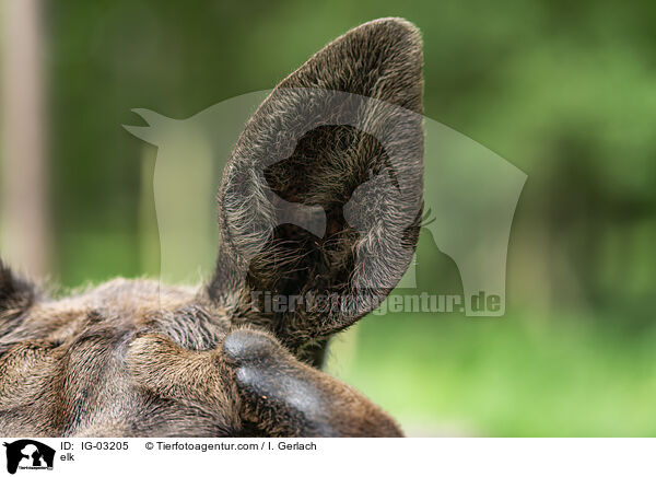 Elch / elk / IG-03205