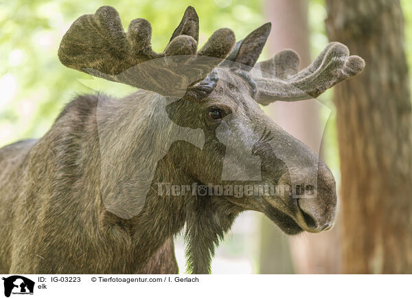 elk / IG-03223