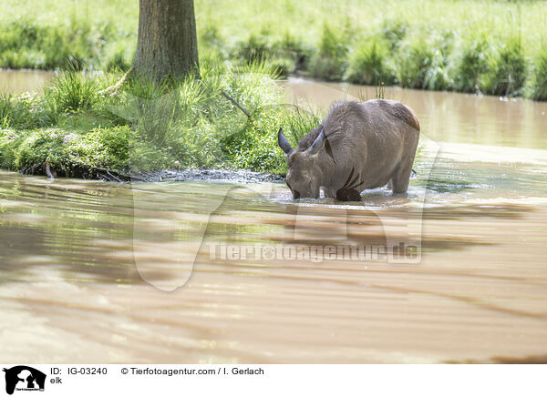 Elch / elk / IG-03240