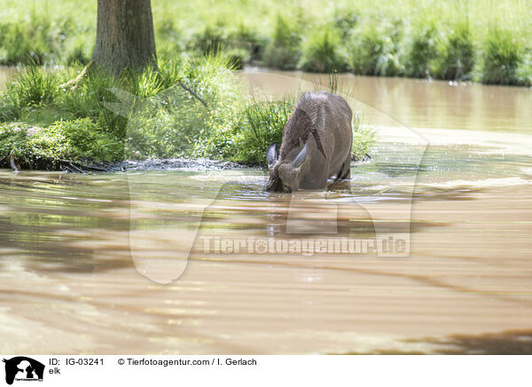 Elch / elk / IG-03241