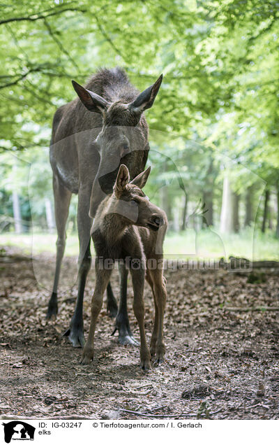 Elche / elks / IG-03247