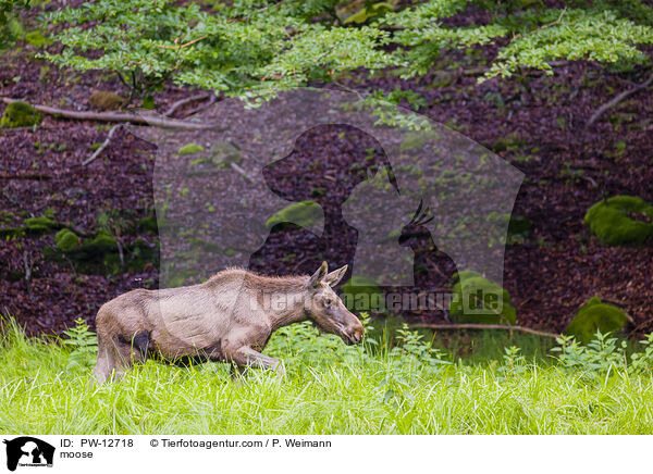 Elch / moose / PW-12718