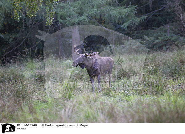 moose / JM-13248