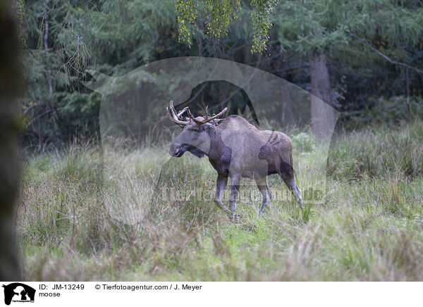 moose / JM-13249