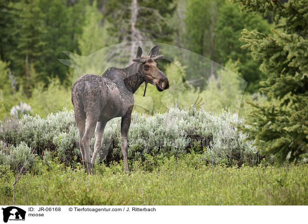 Elch / moose / JR-06168