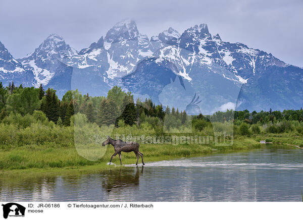 Elch / moose / JR-06186