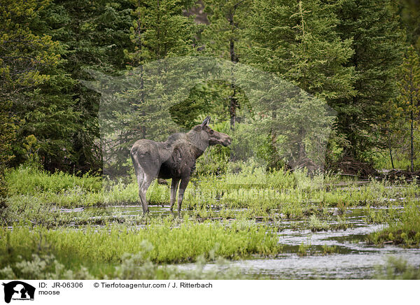 moose / JR-06306