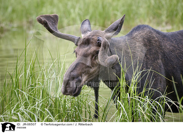 Elch / moose / JR-06507