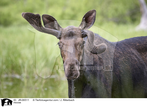 moose / JR-06511