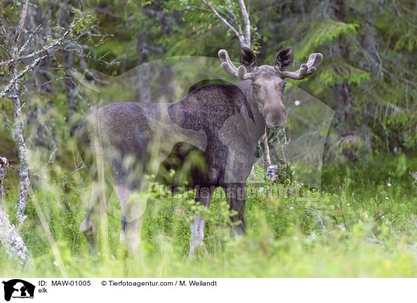 elk / MAW-01005