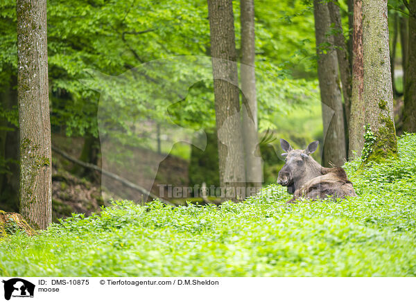moose / DMS-10875