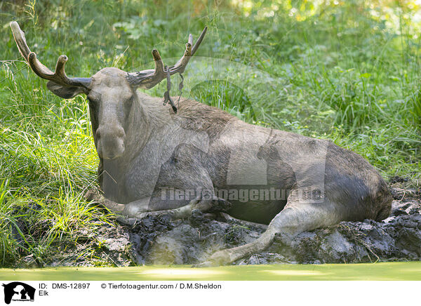 Elch / Elk / DMS-12897