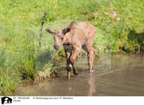Elch / moose / PW-20246