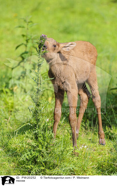 Elch / moose / PW-20252