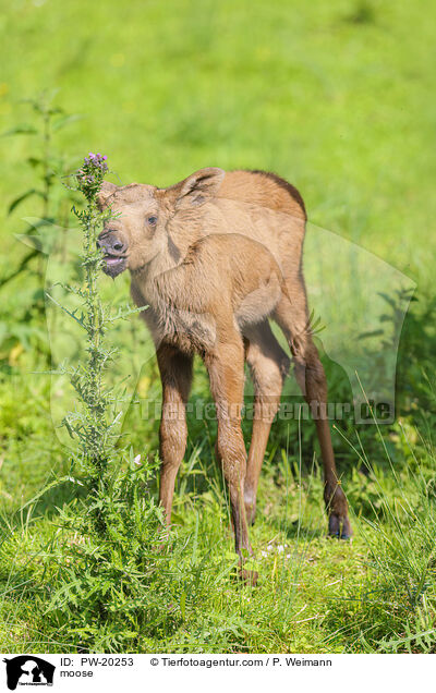 Elch / moose / PW-20253
