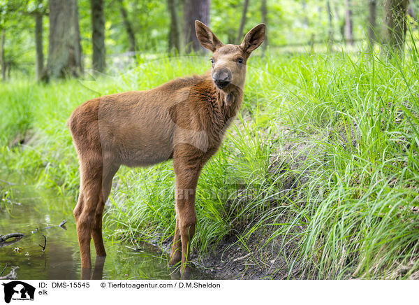 Elch / elk / DMS-15545