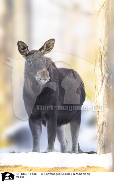 Elch / moose / DMS-16436