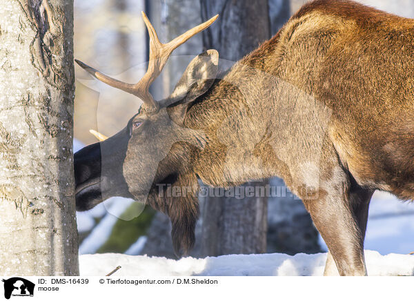 Elch / moose / DMS-16439