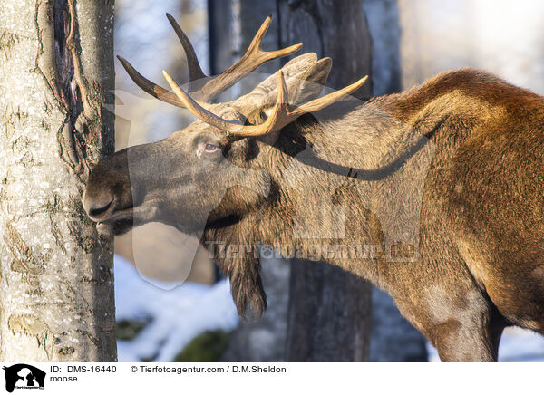 Elch / moose / DMS-16440