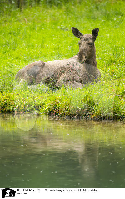 Elch / moose / DMS-17003