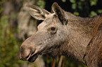 elk