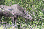 elk