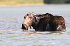 moose