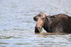 moose