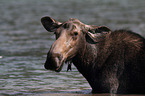moose