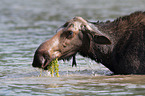 moose