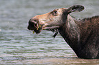 moose