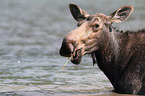 moose