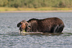moose