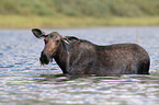 moose