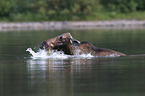 moose