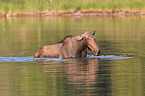 moose