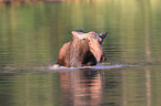 moose